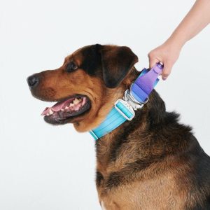 Comfort Control Collar – 90s Retro | Spark Paws Comfort Control Dog Collar Comfort Control Dog Collar 90s Retro