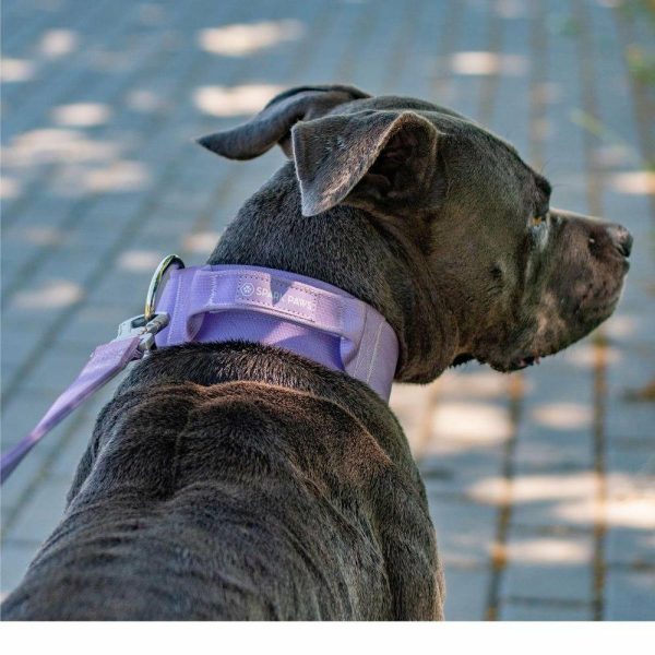 Comfort Control Collar – Lilac | Spark Paws Comfort Control Dog Collar Walk Comfort Control Dog Collar