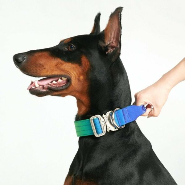 Comfort Control Collar – Lime Wave | Spark Paws Comfort Control Dog Collar Comfort Control Dog Collar Comfort Control Dog Collar