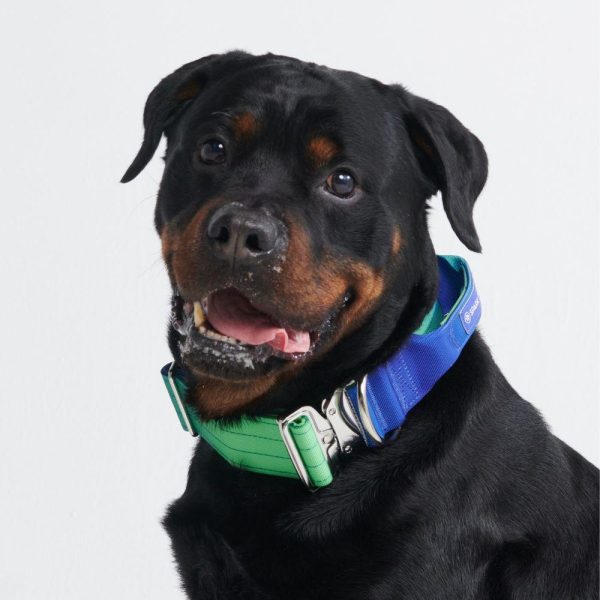 Comfort Control Collar – Lime Wave | Spark Paws Comfort Control Dog Collar Comfort Control Dog Collar Comfort Control Dog Collar