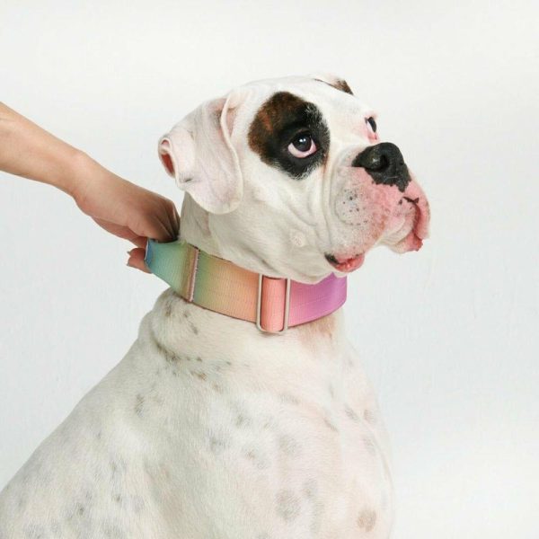 Comfort Control Collar – Pastel Icing | Spark Paws Comfort Control Dog Collar Comfort Control Dog Collar Comfort Control Dog Collar