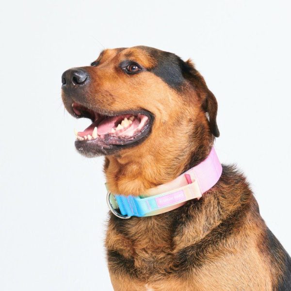 Comfort Control Collar – Pastel Icing | Spark Paws Comfort Control Dog Collar Comfort Control Dog Collar Comfort Control Dog Collar