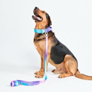 Comfort Control Collar Set – 90s Retro | Spark Paws Comfort Control Dog Collar Comfort Control Dog Collar 90s Retro