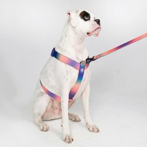 Comfort Control No-Pull Dog Harness – Kaleidoscope | Spark Paws No-Pull Dog Harness No-Pull Dog Harness Kaleidoscope