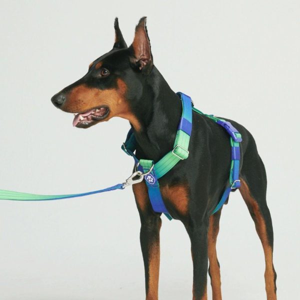 Comfort Control No-Pull Dog Harness – Lime Wave | Spark Paws No-Pull Dog Harness No-Pull Dog Harness Lime Wave