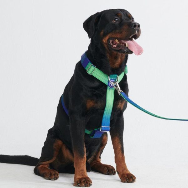 Comfort Control No-Pull Dog Harness – Lime Wave | Spark Paws No-Pull Dog Harness No-Pull Dog Harness Lime Wave