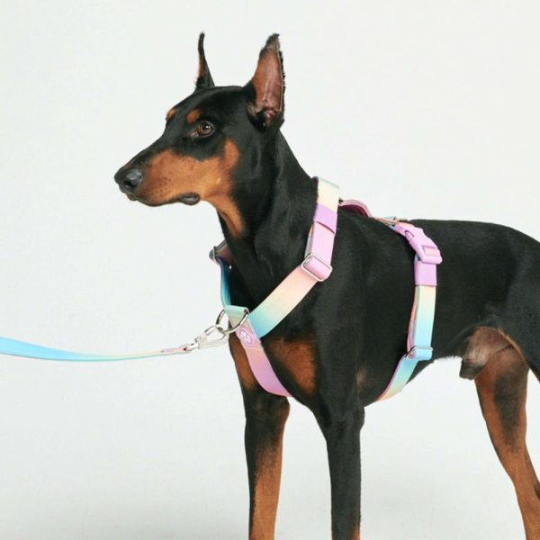 Comfort Control No-Pull Dog Harness – Pastel Icing | Spark Paws No-Pull Dog Harness No-Pull Dog Harness No-Pull Dog Harness