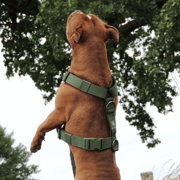 Comfort Control No-Pull Dog Harness Set – Army Green | Spark Paws No-Pull Dog Harness No-Pull Dog Harness Army Green