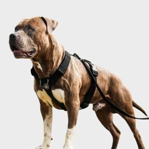 Comfort Control No-Pull Dog Harness Set – Black | Spark Paws No-Pull Dog Harness No-Pull Dog Harness Black