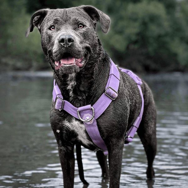 Comfort Control No-Pull Dog Harness Set – Lilac | Spark Paws No-Pull Dog Harness No-Pull Dog Harness Lilac