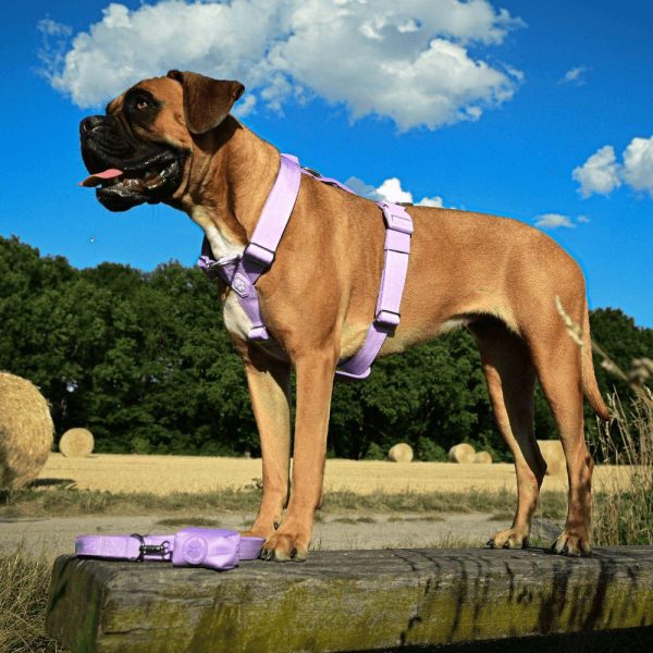 Comfort Control No-Pull Dog Harness Set – Lilac | Spark Paws No-Pull Dog Harness No-Pull Dog Harness Lilac