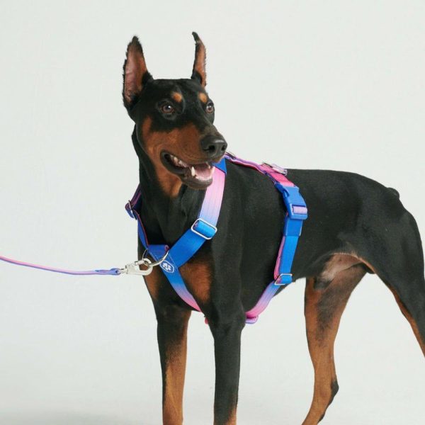 Comfort Control No-Pull Dog Harness – Snow Cone | Spark Paws No-Pull Dog Harness No-Pull Dog Harness No-Pull Dog Harness