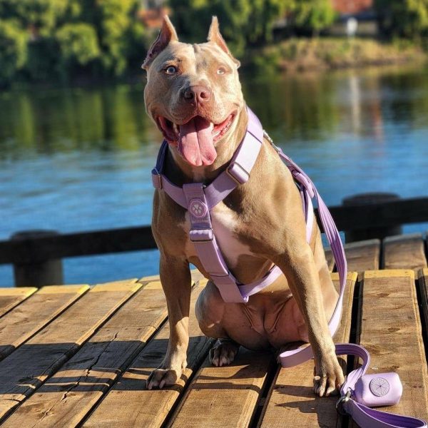 Comfort Control™ No-Pull Dog Harness – Lilac | Spark Paws No-Pull Dog Harness Walk Lilac