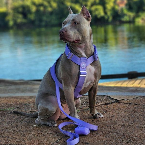 Comfort Control™ No-Pull Dog Harness – Lilac | Spark Paws No-Pull Dog Harness Walk Lilac