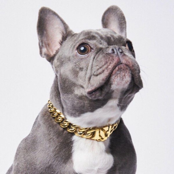 Cuban Link Chain Dog Collar – Gold | Spark Paws Cuban Link Chain Dog Collars Chains & Tags Cuban Link Chain Dog Collars