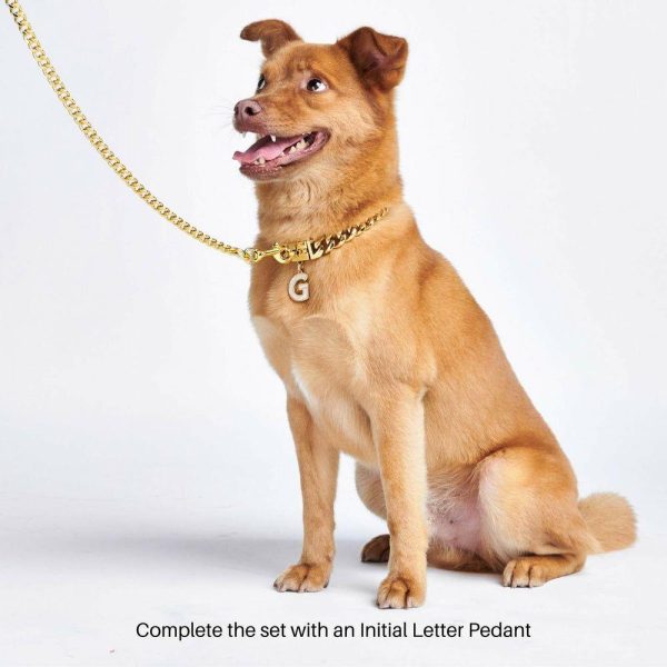 Cuban Link Chain Dog Collar – Gold | Spark Paws Cuban Link Chain Dog Collars Chains & Tags Cuban Link Chain Dog Collars