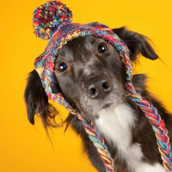 Knit Pom Pom Dog Beanie Hat – Kaleidoscope | Spark Paws Dog Hats and Accessories Dog Hats & Accessories Dog Hats & Accessories