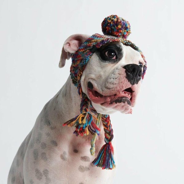 Knit Pom Pom Dog Beanie Hat – Kaleidoscope | Spark Paws Dog Hats and Accessories Dog Hats & Accessories Dog Hats & Accessories