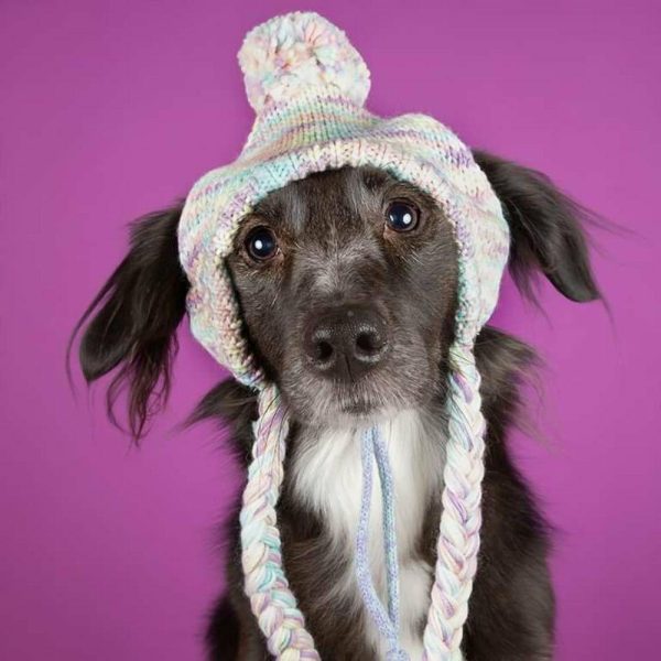 Knit Pom Pom Dog Beanie Hat – Pastel Icing | Spark Paws Dog Hats and Accessories Dog Hats & Accessories Dog Hats & Accessories