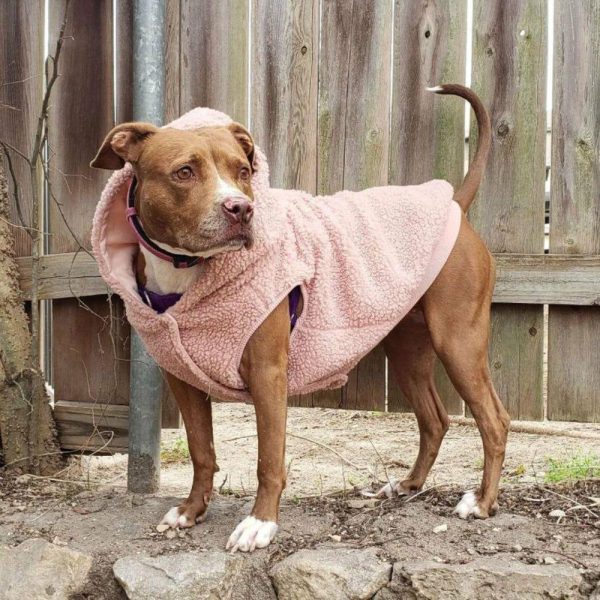 Teddy Sherpa Dog Jacket – Pink | Spark Paws Dog Jacket Coat Dog Jacket Coat Dog Jacket Coat