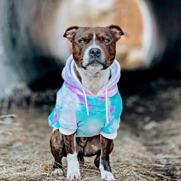 Velvet Dog Hoodie – 90s Retro | Spark Paws Dog Hoodies Dog & Owner Matching Sets 90s Retro