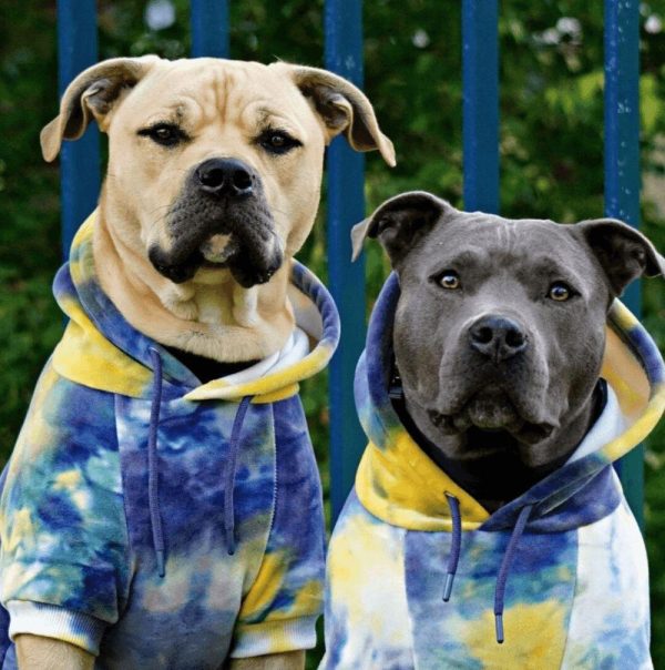 Velvet Dog Hoodie – Nova | Spark Paws Dog Hoodies Dog & Owner Matching Sets Dog & Owner Matching Sets