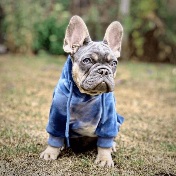 Velvet Dog Hoodie – Sapphire Blue (SIZE S) | Spark Paws Dog and Owner Matching Sets Dog & Owner Matching Sets Dog & Owner Matching Sets